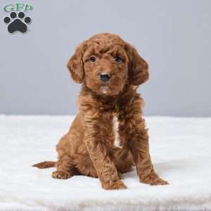 Challie, Miniature Poodle Puppy